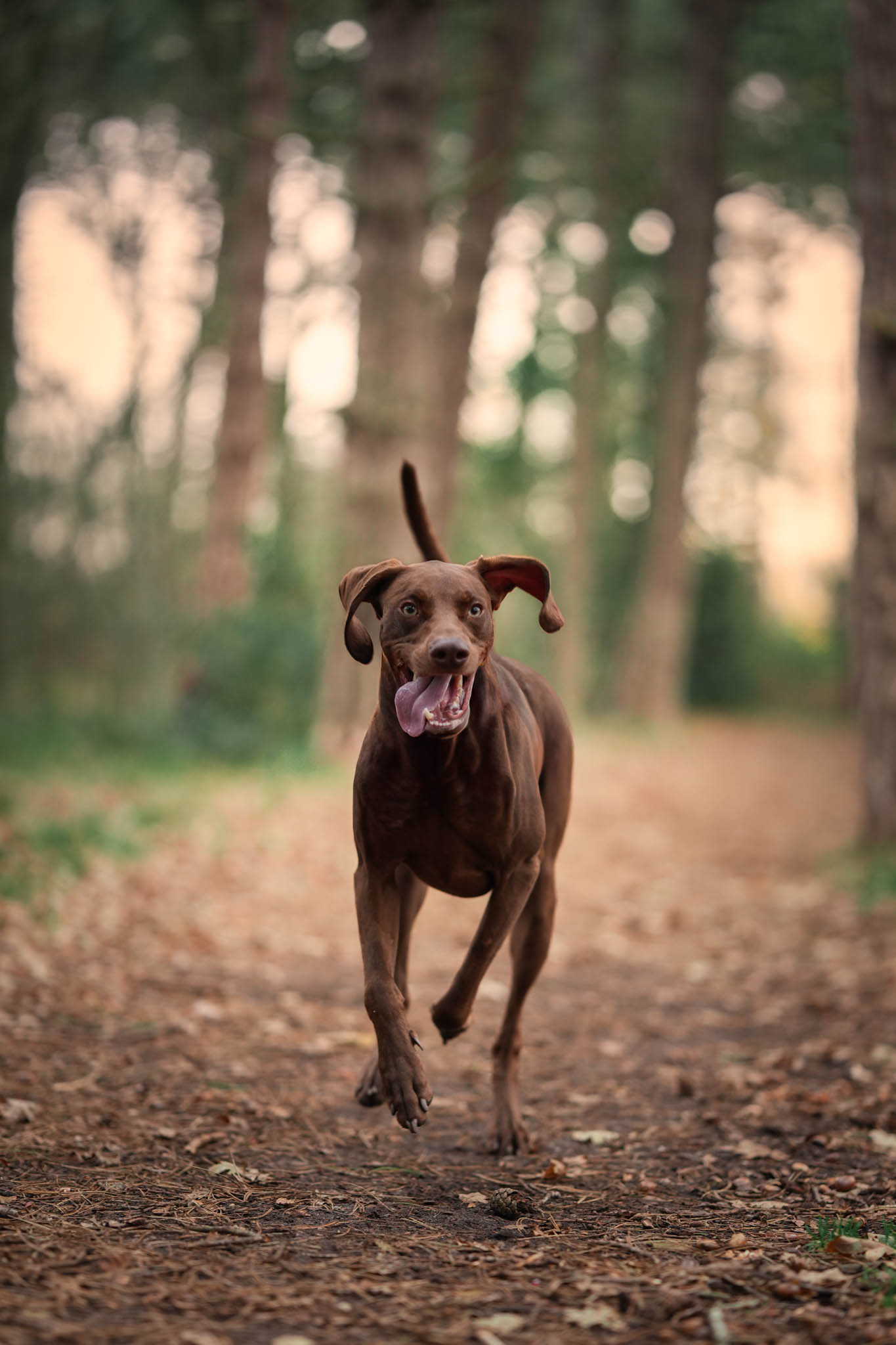 Portret van vrouw met hond in het bos in de Kop van Noord-Holland