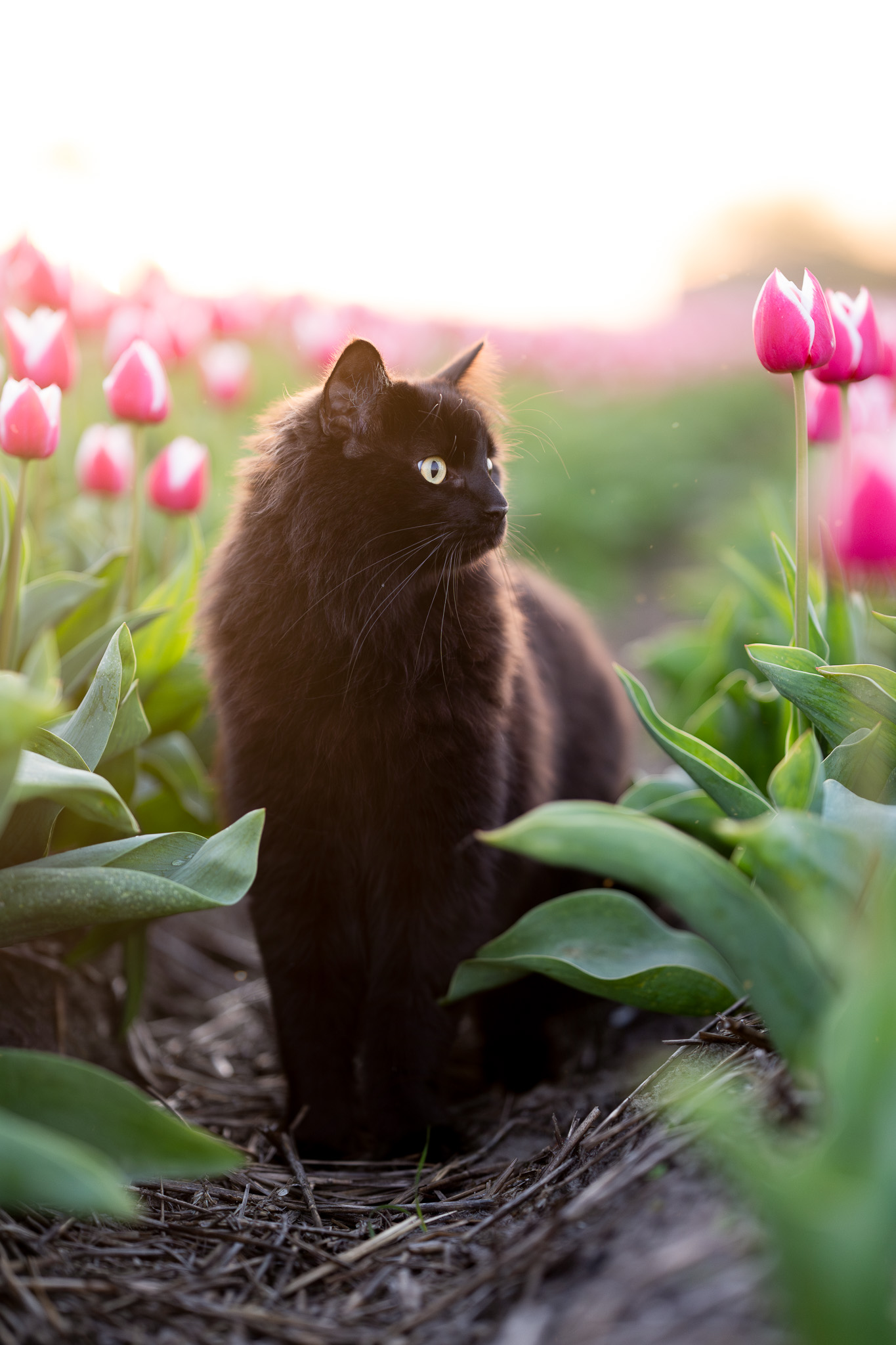 Natuurlijke kattenfoto tussen bloemen in Hollands Kroon