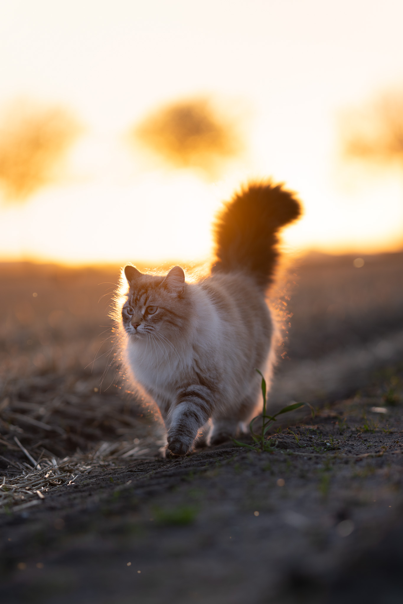 Sfeervolle kattenfoto bij zonsondergang in de Kop van Noord-Holland